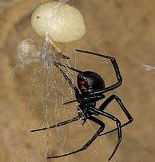 Mum finds terrifying huntsman spider guarding 200 babies in. Latrodectus Wikipedia