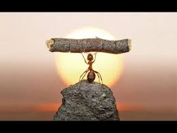 Inspirational Video Never Give Up Quotes For Motivation Ants Perfectly Timed Photos Inspiration
