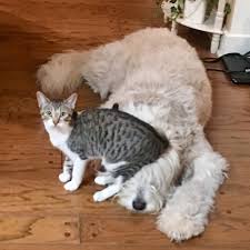 Kedi Kopek Gibi Kopeklere Hayati Dar Etmeye Yemin Etmis 25 Azman Kedi Biacaip