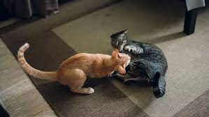 How To Train Your Queen Cat To Avoid Aggression