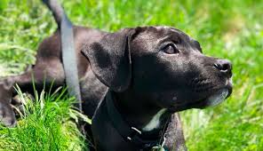 Please report any ads that are not for free adoption, lost & found animals, and pet accessories. Mary S Dogs Rescue And Adoption Home