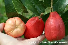 Image result for Blighia