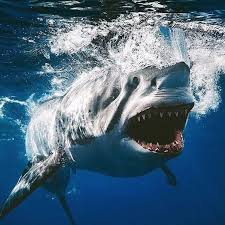 White ink tattoo for women. Great White Shark Aggression Strength Fearlessness And Grace