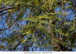 Image result for Kirkia