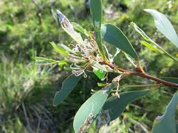 Image result for Cyclocarpa