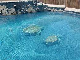 Maybe you would like to learn more about one of these? Sea Turtle Pool Tile Design Swimming Pool Hot Tub Hawaii By Vogland Com Llc Houzz Uk