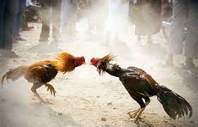 Promo Agen Sbobet Maxbet Agen Sbobet Ayam Jantan Ayam Burung Cantik