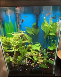Our Aquatic Plants Are Kept In Fish Tanks That Have Snails And Algae Eating Shrimp We Believe Snails In 2020 Live Aquarium Plants Fish Tank