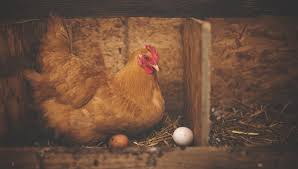 Tu as perdu ta poule aux œufs d'or. Tuer La Poule Aux Oeufs D Or La Fontaine Francais Authentique