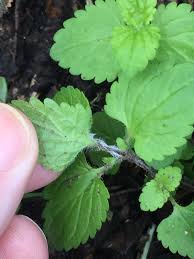 Image result for Veronica javanica