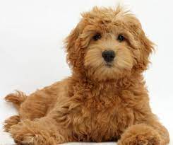 Miniature goldendoodle full size goldendoodle size my next. F1b Mini Goldendoodle Mini Goldendoodle