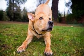 It is a cross between the jack russell terrier and the labrador. Why Is The Pitbull Lab Mix Aka Labrabull Such A Great Dog Animalso