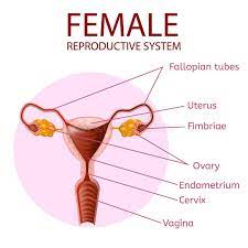 Maybe you would like to learn more about one of these? Female Reproductive System Human Anatomy Banner Stock Vector Illustration Of Organism Landing 145341051