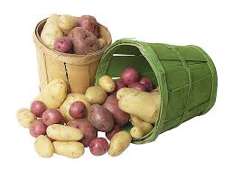 Store potatoes with an apple to avoid early sprouting. Keep Potatoes From Sprouting Yankee Kitchen Yankee Magazine