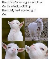 Funny Memes About Work Funny Animal Memes Funny Relatable Memes Funny Animals