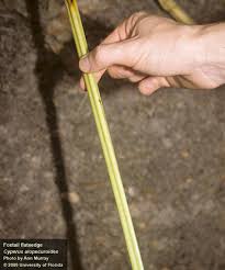 Image result for Cyperus alopecuroides