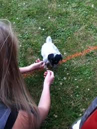 Some people use it anyway when speaking informally to friends. Have U Ever Seen A Cuter Puppy Chahauhau And Shitsue Idk How To Spell Shitsue Cute Puppies Cute Puppies