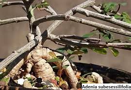 Image result for Adenia