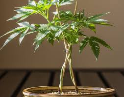 Nevertheless, cfls and glaring lights like the t5 can grow cannabis plants from seed to accumulate if plants are set up to grow short and shaggy. Growing A Cannabis Bonsai Tree At Home Westword