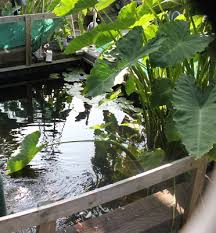 Maybe you would like to learn more about one of these? Water Garden Services In Los Angeles Ca Koi Pond Supplies