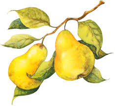 Tubos De Frutas Dessin Fruits Feuilles Aquarelle Fruits Et Legumes