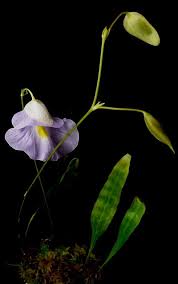 Image result for Utricularia appendiculata