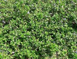Horizontalis 'yankee point' carmel mountain lilac 'yankee point' is a dense, uniform groundcover which requires little care. Carmel Ceanothus Ceanothus Thyrsiflorus Var Griseus