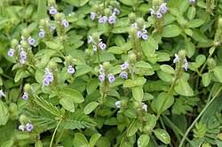 Image result for Justicia stachytarphetoides