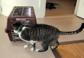 After three moves within four years, it is safe to say we know how to move cross country with cats. 9 Tips For Moving Across The Country With Your Cats Catster Moving Across Country Moving Cross Country Moving To Colorado
