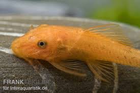 Check spelling or type a new query. Super Roter Antennenwels Ancistrus Sp Super Rot Tiere Zierfische Welse Antennenwelse