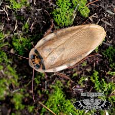 Image result for Blepharis dunensis