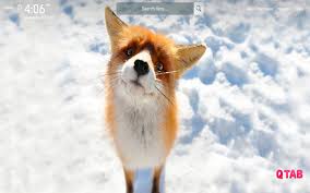 Wallpaper is no longer dated or stuffy. Cute Foxes Wallpapers Hd Theme Ihbelhhgpeglkgemieohoddkkgfbabkm Extpose
