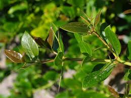 Image result for Carissa praetermissa