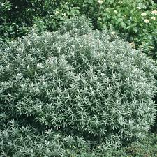 Image result for Hippocratea buchananii