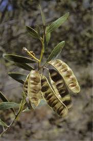 Image result for Dictyophleba