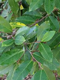 Leaves can be a determining factor when trying to identify a tree. Tree Identification Help Northern Florida Marijuanaenthusiasts
