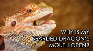 Bearded Dragon Mouth Open What It Means Your Bearded Dragon Bearded Dragon Bearded Dragon Care Baby Bearded Dragon