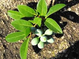 Image result for Cleistochlamys kirkii