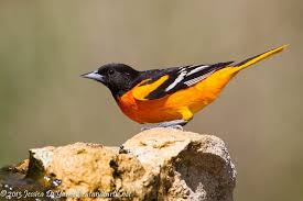 Common Birds Central Florida Backyard Birds Common Birds Bird Identification