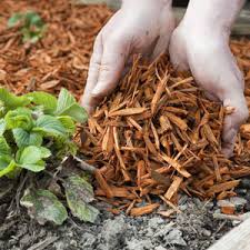 Maybe you would like to learn more about one of these? Choisir Le Bon Paillis Pour Couvrir Le Sol Du Jardin