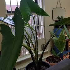 This variety makes a great houseplant thanks to its manageable size. Alocasia Zebrina Reticulata Elephant Ear Reticulata Uploaded By Tanyersss