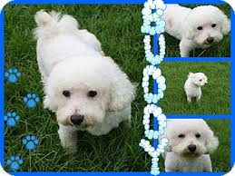 Petsmart is the adopt spot. Tampa Fl Bichon Frise Meet Buddy A Pet For Adoption