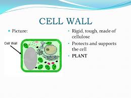 At this point, you know that each eukaryotic cell has a plasma membrane, cytoplasm, a nucleus, ribosomes, mitochondria, peroxisomes, and in some, vacuoles, but there are some striking differences between animal and plant cells. Animal And Plant Cells Cells The Building Blocks Of All Living Things Only Visible With A Microscope Ppt Video Online Download