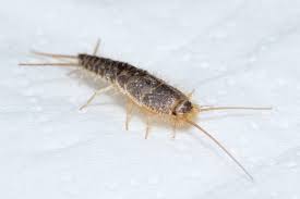 Silberfische sind nachtaktiv und halten sich tagsüber in winzigen verstecken auf, die sie vor fressfeinden wie spinnen gut bewahren. Silberfische In Der Wohnung So Werden Sie Sie Los