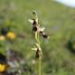Walking the Landscape: The Orchids of Arnside