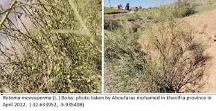 Image result for Retama monosperma