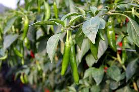 음식 유래] 청양고추 뜻 및 유래 ( 어원 )