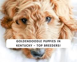The goldendoodle is bred to be a family dog. Goldendoodle Puppies In Kentucky Top 5 Breeders 2021 We Love Doodles