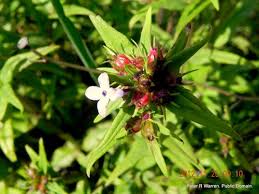 Image result for Conostomium natalense