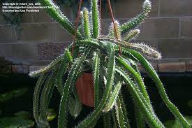 Hildewintera colademononis cactus seeds~monkey tail cacti~cola de mono. Plantfiles Pictures Dog Tail Cactus Pitaya De Tortuga Selenicereus Testudo By Clare Ca Cactus Pretty Plants Cactus Plants